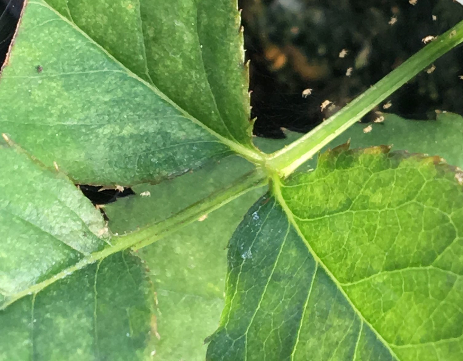 Two-spotted spider mite on pot rose leaf, along with fine webbing produced by the mites. Image © AHDB